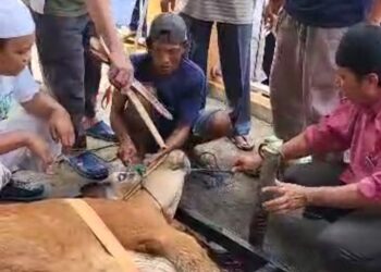 Dr.H.Rahidin H.Anang, MS Dan Keluarga  Berqurban Di Masjid Al-Ikhlas Talang Aman
