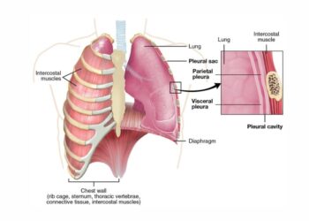 Situasi Terkini Tuberkulosis Dan Peran Dinas Kesehatan Serta Lintas Sektor Dalam Implementasi DPPM Di Kota Palembang