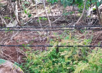 Kabel Listrik Menjuntai, PLN Cabang Talang Padang Terkesan Masabodo