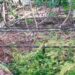 Kabel Listrik Menjuntai, PLN Cabang Talang Padang Terkesan Masabodo