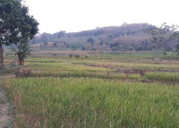 Puluhan Hektar Padi di Desa Macanan Terancam Gagal Panen