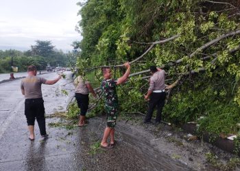 Polisi dan Tim Gabungan Evakuasi Pohon Tumbang di Tanjakan Tarahan Demi Kelancaran Perayaan Natal dan Tahun Baru