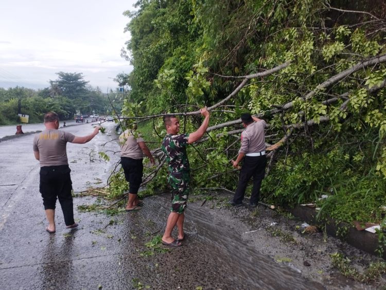 Polisi dan Tim Gabungan Evakuasi Pohon Tumbang di Tanjakan Tarahan Demi Kelancaran Perayaan Natal dan Tahun Baru