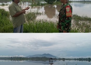 Ratusan Hektar Tanaman Padi di Desa Bali Agung Terendam Banjir