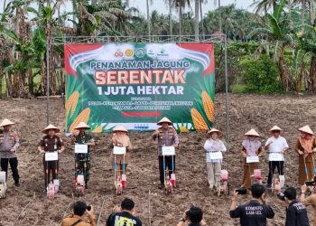 Penanaman Jagung 1 Juta Hektar Polres Lampung Selatan Untuk Dukung Swasembada Di Way Urang Kalianda