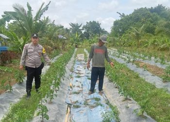 Bhabinkamtibmas Polsek Mariana Ajak Masyarakat Untuk Aktif Mendukung Program Ketahanan Pangan