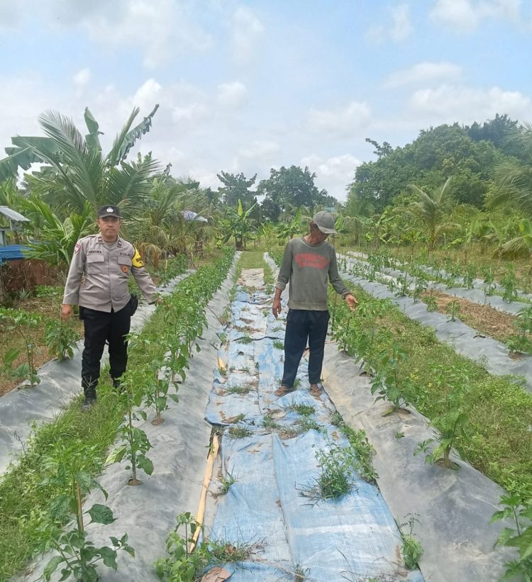 Bhabinkamtibmas Polsek Mariana Ajak Masyarakat Untuk Aktif Mendukung Program Ketahanan Pangan