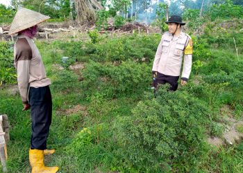Anggota Polsek Makarti Jaya Rawat Tanaman Cabai Milik Warga Binaan