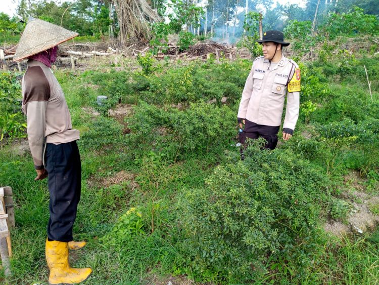 Anggota Polsek Makarti Jaya Rawat Tanaman Cabai Milik Warga Binaan