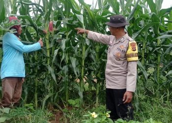 Akan Terus Pantau Tanaman Jagung Hingga Masa Panen