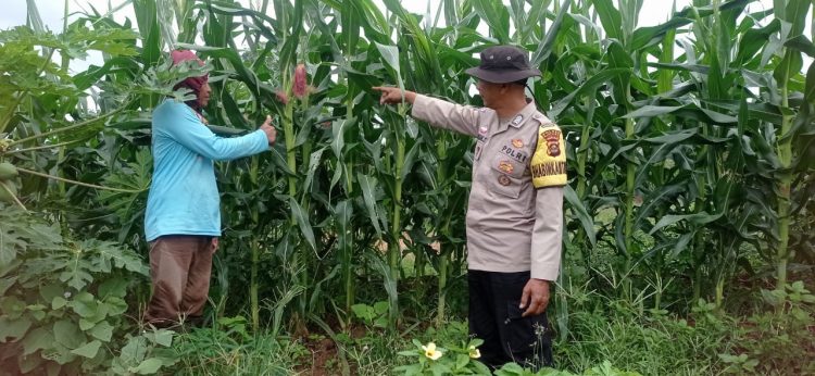Akan Terus Pantau Tanaman Jagung Hingga Masa Panen
