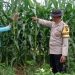 Akan Terus Pantau Tanaman Jagung Hingga Masa Panen