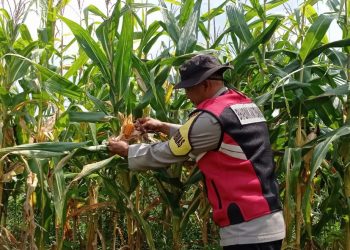 Rutin Cek Tanaman Jagung, Pastikan Tumbuh Dengan Baik