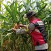 Rutin Cek Tanaman Jagung, Pastikan Tumbuh Dengan Baik