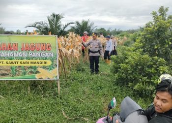 Kabag SDM Polres Banyuasin Tinjau Lokasi Pra Panen Jagung di Desa Sungai Rengit Murni