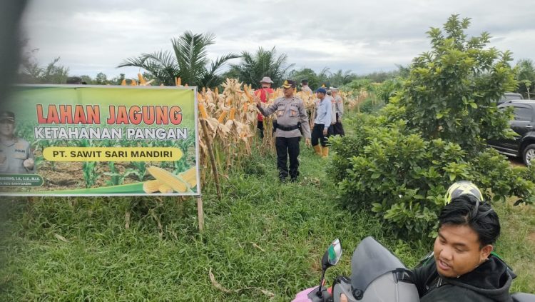 Kabag SDM Polres Banyuasin Tinjau Lokasi Pra Panen Jagung di Desa Sungai Rengit Murni