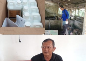 UPT Puskeswan Palas Gerak Cepat Berikan Disinfektan Penanggulangan Virus African Swine Fever (ASF)