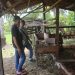Polisi Patroli dan Kejar Kejaran dengan Pelaku Pencurian Ternak di Lampung Selatan