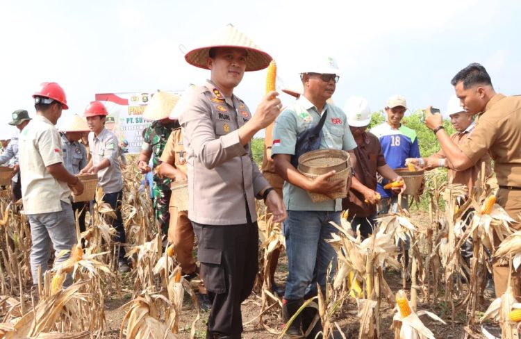 Kolaborasi Polres Banyuasin-PT SLJ Sukses Panen Jagung, Kapolres Tekankan Keberlanjutan