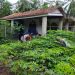Dorong Masyarakat Manfaatkan Lahan Pekarangan Rumah