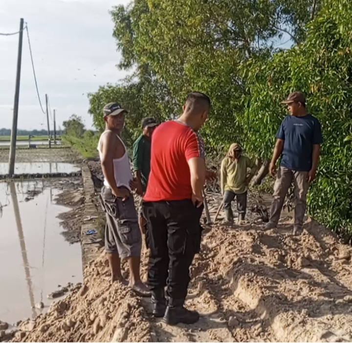 Antusias warga Masyarakat Timbun Tanggul Amblas di Desa Bali Agung