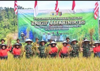 Wujud Nyata Dukung Ketahanan Pangan Nasional, Prajurit Yonif 9 Marinir Laksanakan Panen Raya Padi