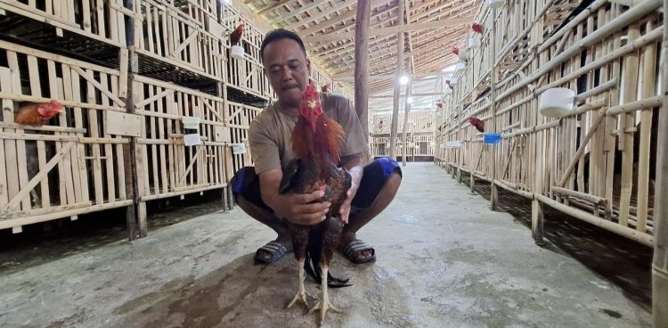 **Ternak Ayam Jago Bangkok Thailand, Pemuda Ini Berhasil Untung Hingga Rp 30 Juta per Bulan