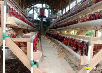 Ketahanan Pangan Di Pekon Sukorejo Pringsewu Cukup Maju