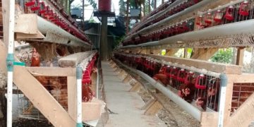 Ketahanan Pangan Di Pekon Sukorejo Pringsewu Cukup Maju