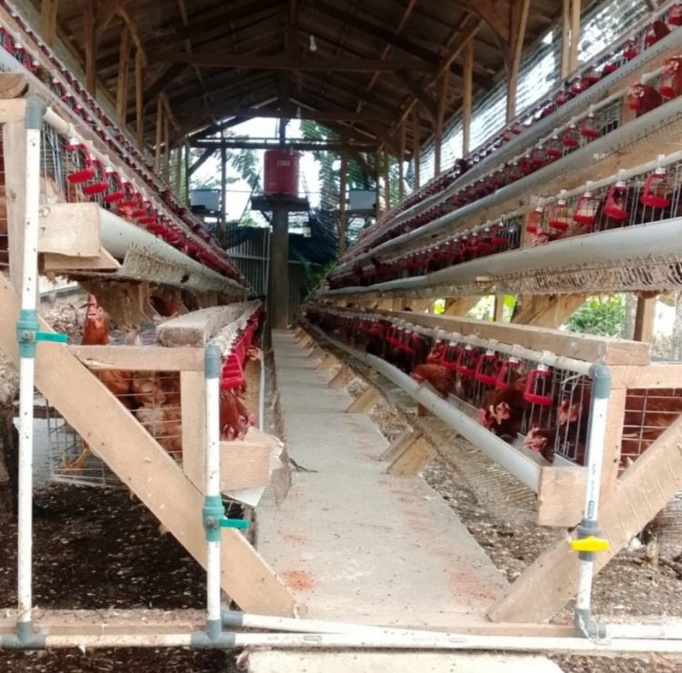 Ketahanan Pangan Di Pekon Sukorejo Pringsewu Cukup Maju