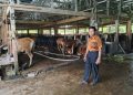 Dedikasi Rujito di Palembang: Pastikan 250 Ekor Sapi Kurban Terproteksi Vaksinasi Ketat
