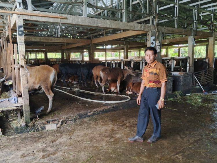 Dedikasi Rujito di Palembang: Pastikan 250 Ekor Sapi Kurban Terproteksi Vaksinasi Ketat