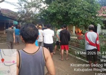 Si jago merah lalap Rumah Agung Warga pekon Wates kecamatan gading Rejo kab Pringsewu