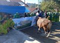 ‎BAZNAS Sumsel Wujudkan Kebahagiaan Idul Adha Mustahik, Tiga Sapi Disalurkan Melalui Program Tabur Gizi