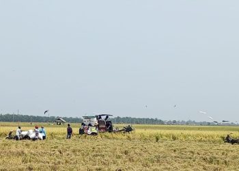 Panen Raya di Musim Kemarau, Petani Desa Bali Agung Lampung Selatan Panen 6-7 Ton per Hektare
