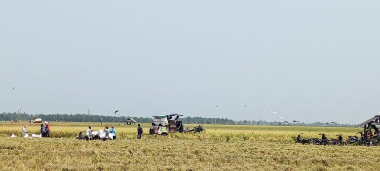 Panen Raya di Musim Kemarau, Petani Desa Bali Agung Lampung Selatan Panen 6-7 Ton per Hektare