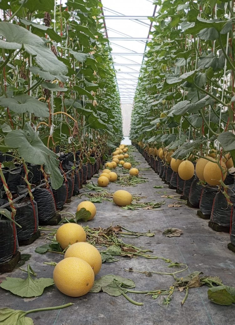 Sukses Kembangkan Melon Intanon, BUMDes Agung Jaya Bali Agung Tembus Pasar Bangka